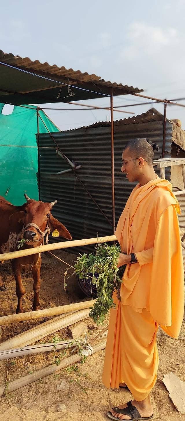 Desi cows being cared for at Hare Krishna Marwar Mandir Gaushala Jodhpur
