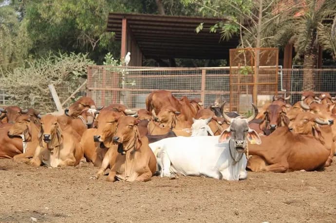 Gau Seva seva impact